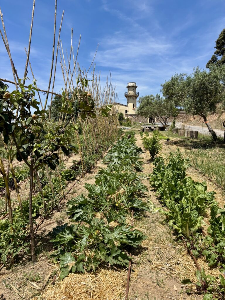 Huerto escolar integrado en el entorno natural de Natura Montessori School